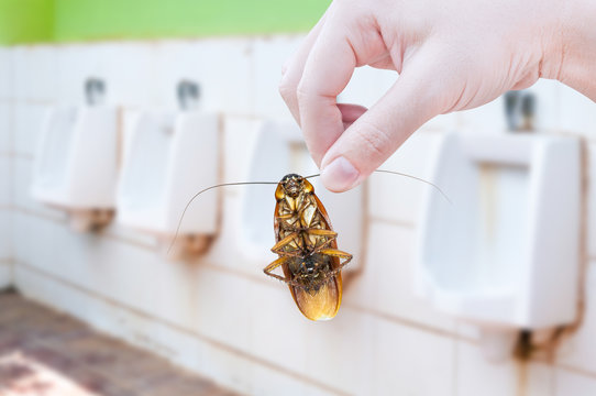 Hand holding cockroach on men's room urinals discharge of waste from the body,men toilets, eliminate cockroach in toilet