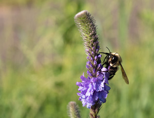 Bee Pollinating