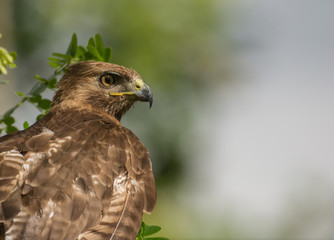 Red-tail Hawk close-up