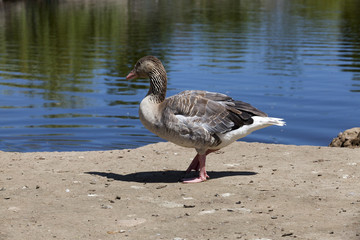 one goose