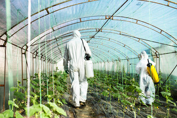 Father and son spraying organic pesticides on cucumber plants in a greenhouse.