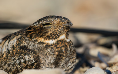 Antillean Nighthawk close-up
