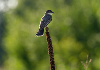 Obraz premium Eastern Kingbird