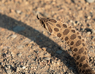Brown Snake