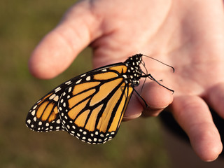 Monarch in Hand