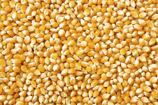 Dry corn grains, background.