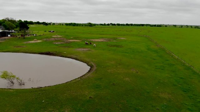In this aerial shot a group of horses are gallopping over a green field next to a pond. They are running into the direction of a small barn.