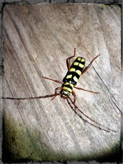Wicked looking bug