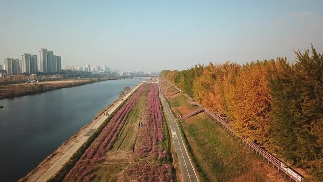 Aerial view autumn forest at Asan Gingko Tree Road,Seoul,South Korea.