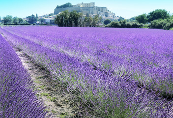 Fields of Lavender in Gringnan, Provence, France (DrÃ´me, RhÃ´ne-Alpes). Old castle (ChÃ¢teau de Grignan) in the background.