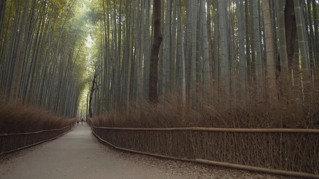 Arashiyama, bamboo forest in Kyoto. 25fps.