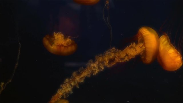 Jellyfish at the Vancouver aquarium.