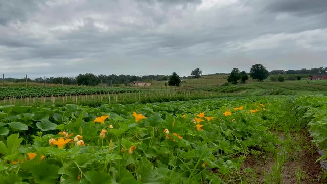 Speed ramped time lapse of zucchini plants and flowers as clouds move by.