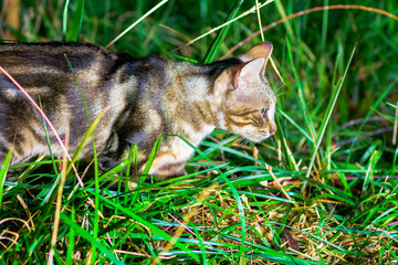 Cat walking around the garden