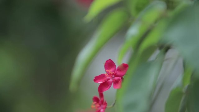 A beautiful red flower, moves with the compas of the wind, in Dominican Republic