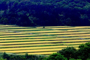 田の二百十日