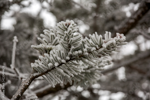 Ice Covered Tree Branches Fog And Mist Background Natural