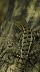 Sceloporus Lizard