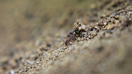 Trachymyrmex ant