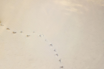 top aerial view of footsteps footprints on sand dunes in the desert