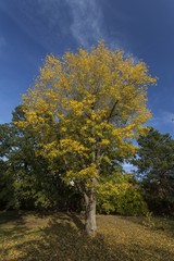 The picture was taken in a Budapest park, near which I inhabited it, in autumn.
