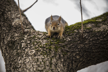 squirrel on the tree