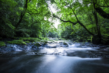 Obraz premium 菊池渓谷