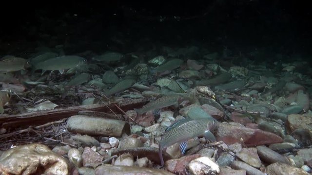 Trout fish underwater in stream of water on background of stones of Lena River. Inhabitants of Salmo in wild on background of clean and transparent water. Unique relaxation video about nature.