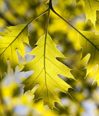 oak leaves