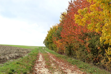 Naklejka premium Laub bedeckter Weg im Herbst