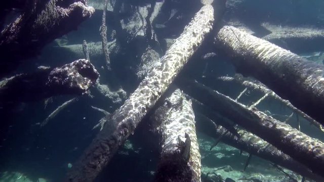 Logs underwater in sunlight in water of Lena River in Siberia of Russia. Unique relaxation video about nature.