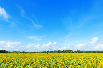 Fototapeta premium 宮崎県高鍋町のひまわり畑