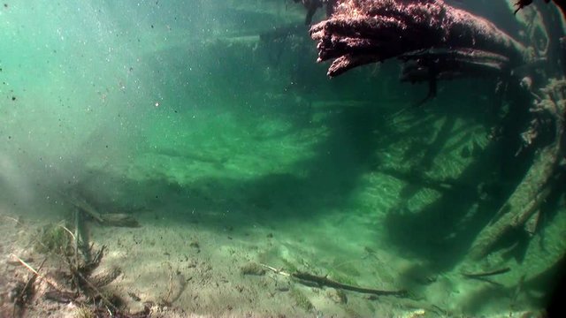 Logs underwater in sunlight in water of Lena River in Siberia of Russia. Unique relaxation video about nature.