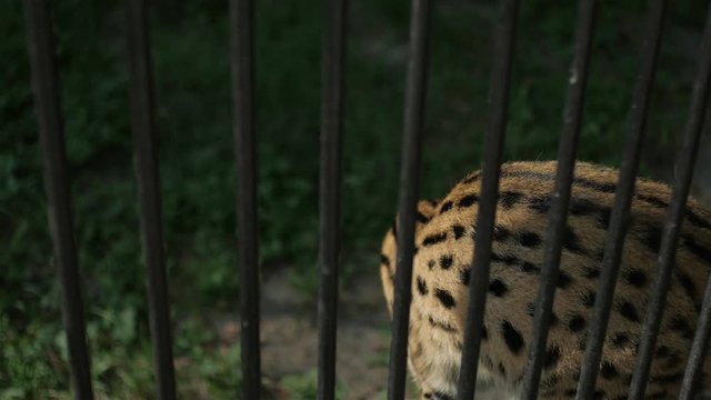 wild cat, leopard in the cage of the zoo