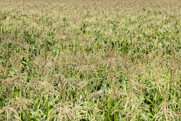 green corn plants
