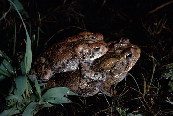 American Toad (Anaxyrus Americanus)