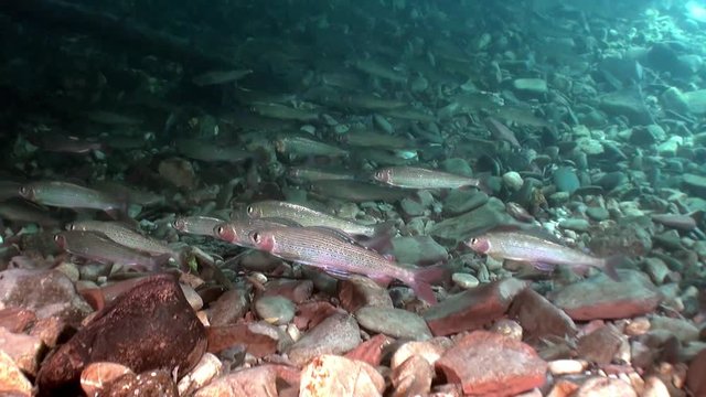 School of trout fish underwater of Lena River in Siberia of Russia.. Inhabitants of Salmo in wild on background of clean and transparent water. Unique relaxation video about nature.
