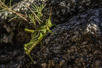 Grillo