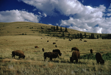 Fototapeta na wymiar American Buffalo (Bison Bison)