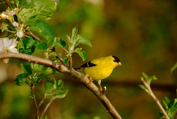 American Goldfinch (Spinus Tristis)