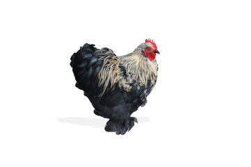 Isolated chicken/rooster with copy space.