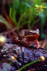 American Green Tree Frog (Hyla Cinerea)