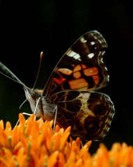 American Painted Lady Butterfly (Vanessa Virginiensis)