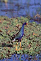 American Purple Gallinule (Porphyrio Martinicus)