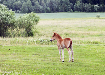 one small foal
