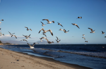 Beach gulls2