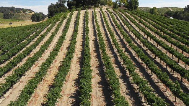 Vineyard on hill arial backward