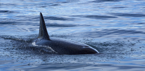 Killer Whale Orcinus orca