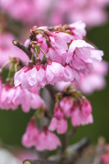 桜の花