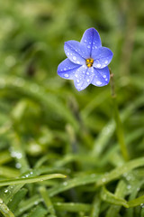 ハナニラの花